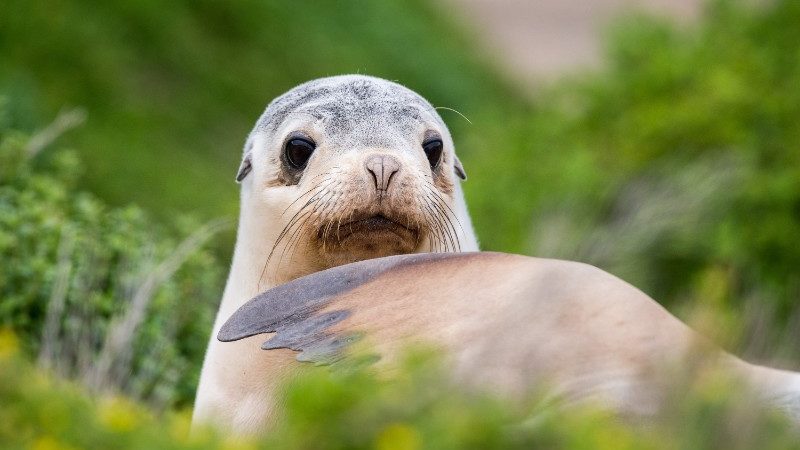 A curious seal plays in the dunes on Kangaroo Island