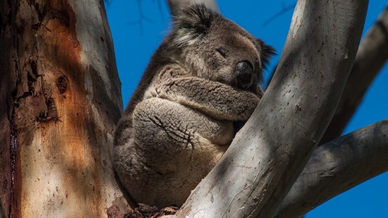 A sleeping koala on Kangaroo Island