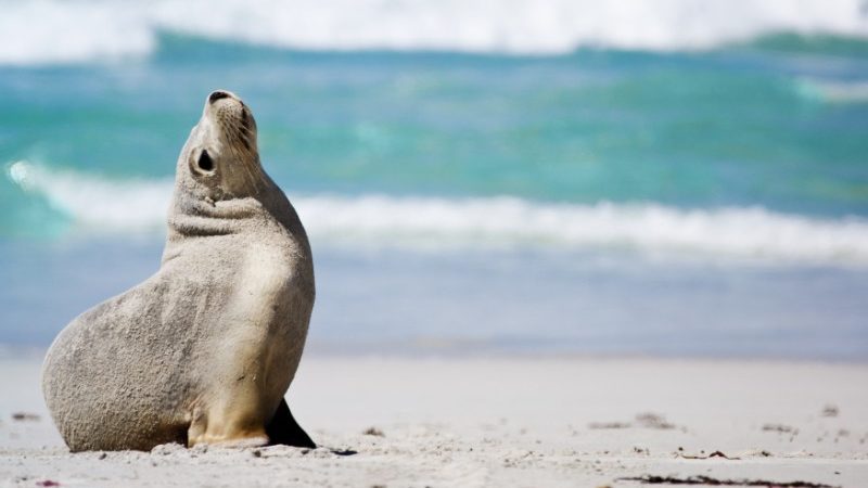 A baby seal stretches on the beach