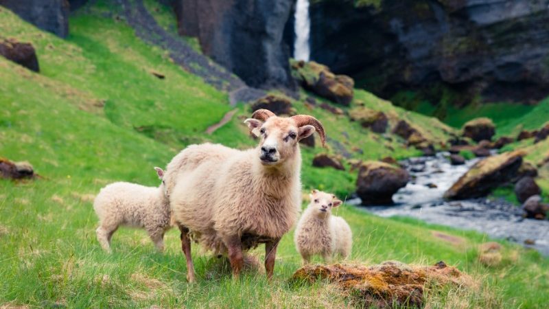 Three Icelandic sheep grazing in a field