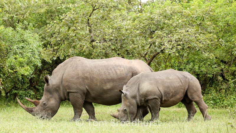 Two rhinos grazing in Uganda