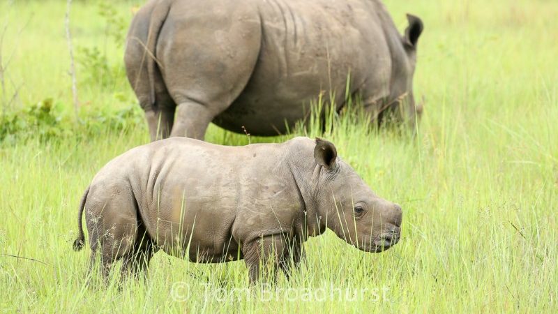 A young rhino and his mother