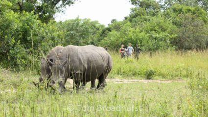 Tracking rhinos on foot in Uganda: one Intrepid traveller shares his story