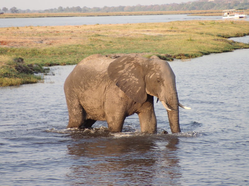 Southern Africa safari Botswana elephant