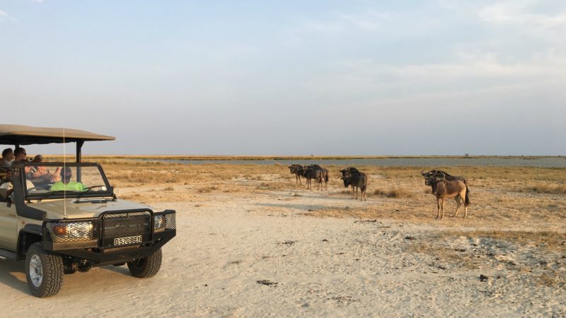 Southern Africa safari