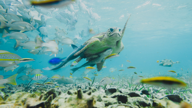 Caye Caulker guide Belize