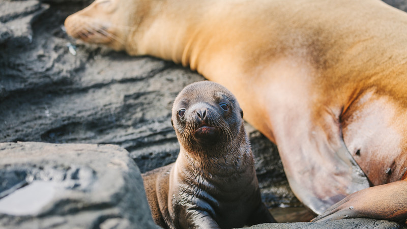 Active Galapagos