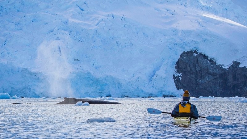 A whale and a kayaker in Antarctica