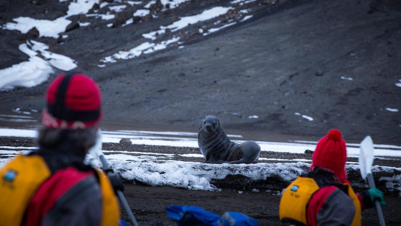 A seal poses for travellers