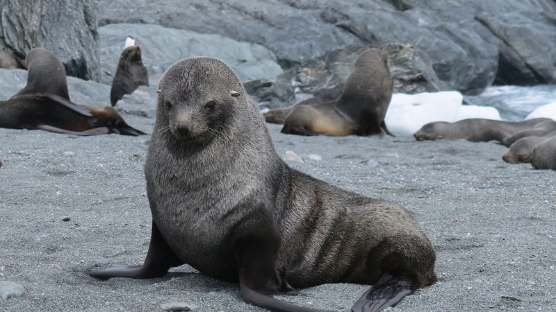 A cute seal