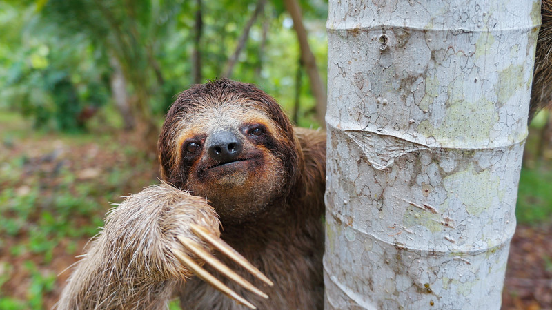 A smiling sloth