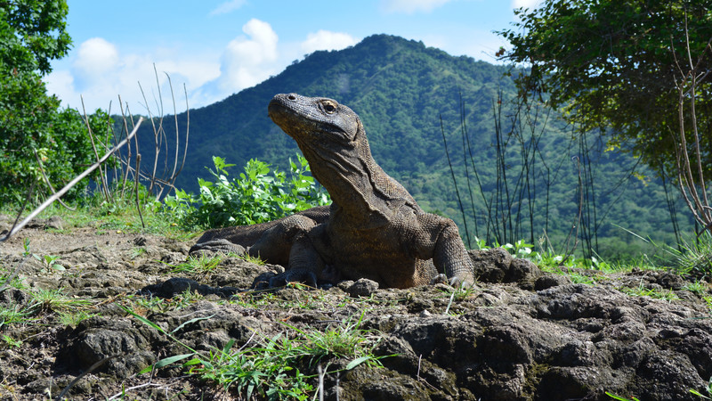 Komodo Dragon in Indonesia