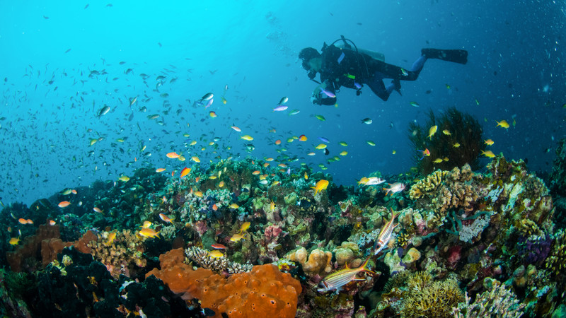 A diver explores a coral reef