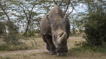 Sudan, the world’s last male northern white rhino, has died