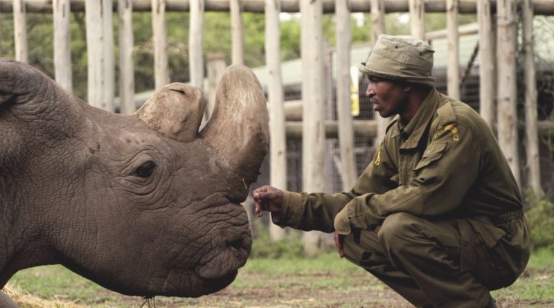 Sudan, the last male northern white rhino, and handler