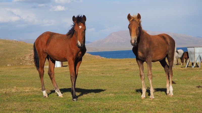 Two horses in Son Kul