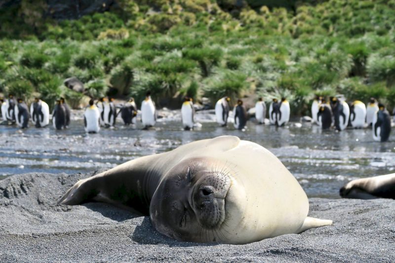 solo travel Antarctica