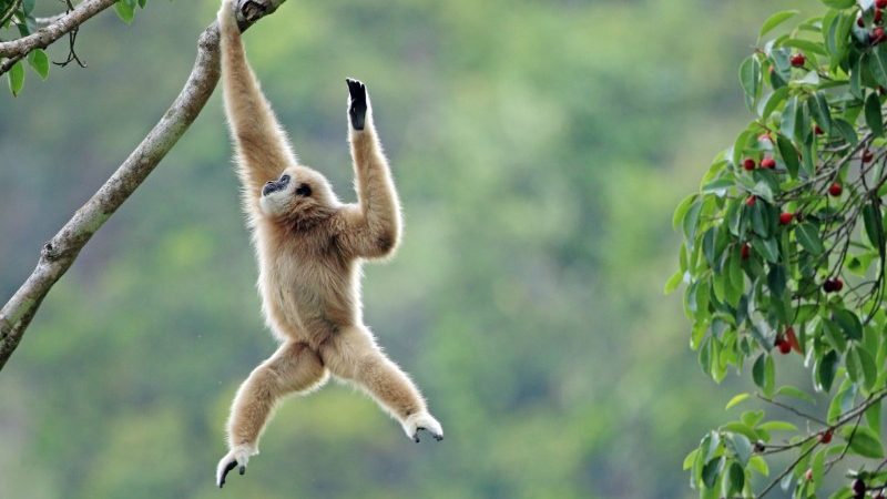 A swinging gibbon in Phuket