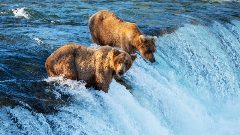 Brown bears hunting for salmon in Alaska