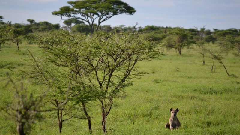 A lone hyena in the Serengeti