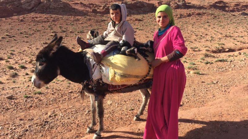 Small boy and baby goats on a donkey in Morocco