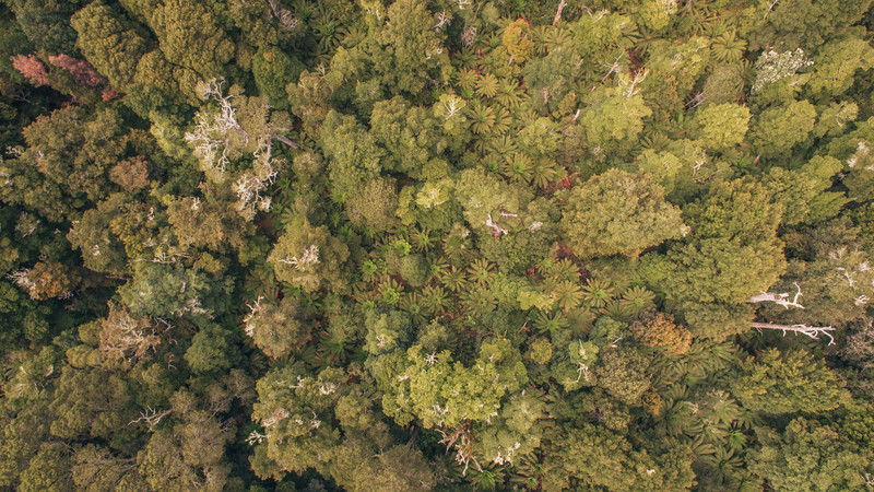 A drone shot of the Tarkine Rainforest