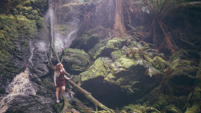 A traveller in the Tarkine Rainforest