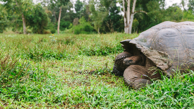 sustainable travel galapagos islands tortoise