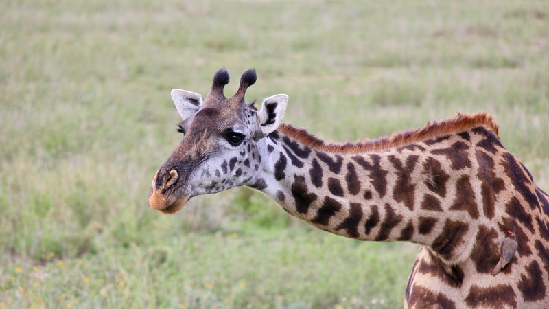 A giraffe in Tanzania