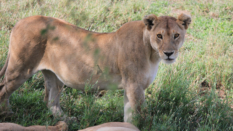 A lion in the Serengeti