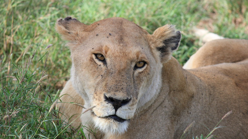 A lion in the Serengeti