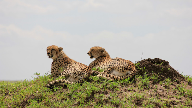 Two cheetahs in the Serengeti