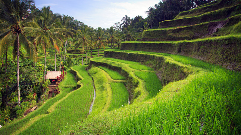 What to do in Ubud rice terrace Bali