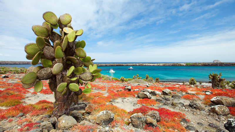 sustainable travel galapagos islands cactus