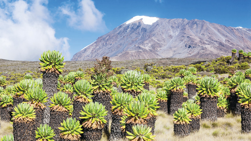 Kilimanjaro. Tanzania