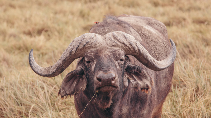 A buffalo in the Serengeti