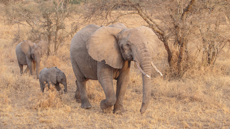 Camping Serengeti East Africa