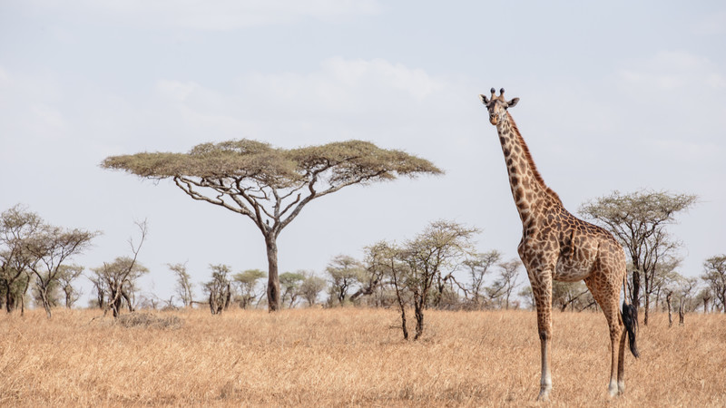 Serengeti & Migration Magic » Wildlife Safari