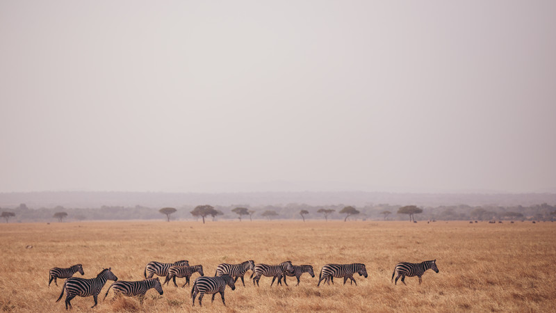 A herd of zebras in the Serengeti