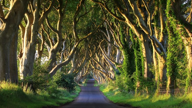 The Dark Hedges, Northern Ireland