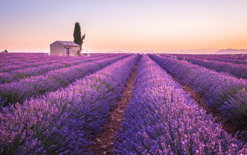 Valensole lavender fields in Provence, France