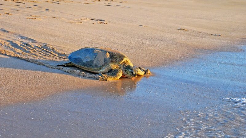 A sea turtle at Ras Al Jinz, Oman.