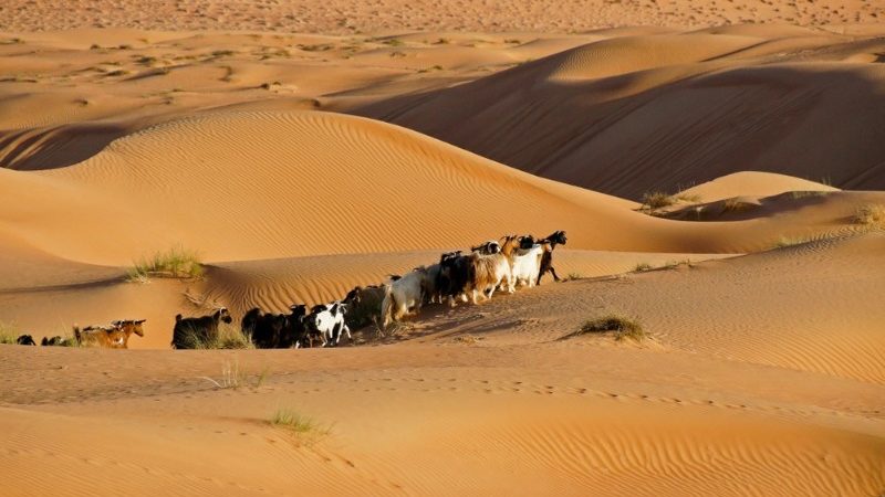 Sharqiya Sands, Oman