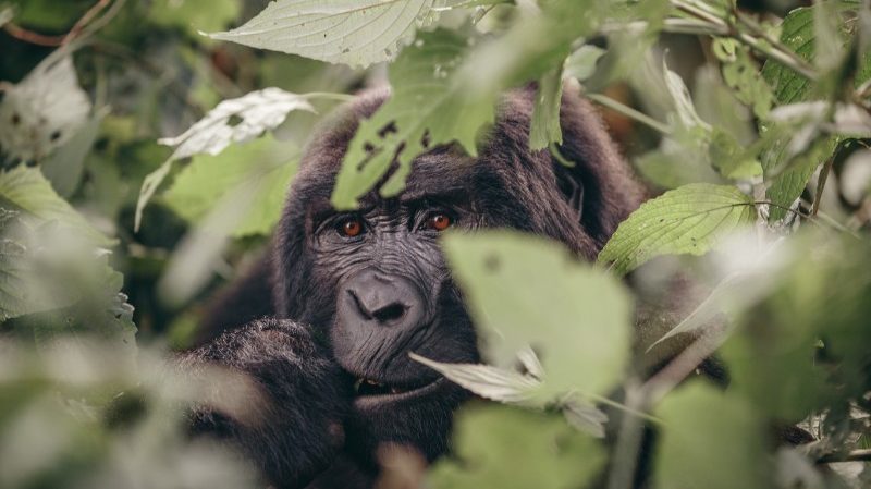 Gorilla in Uganda