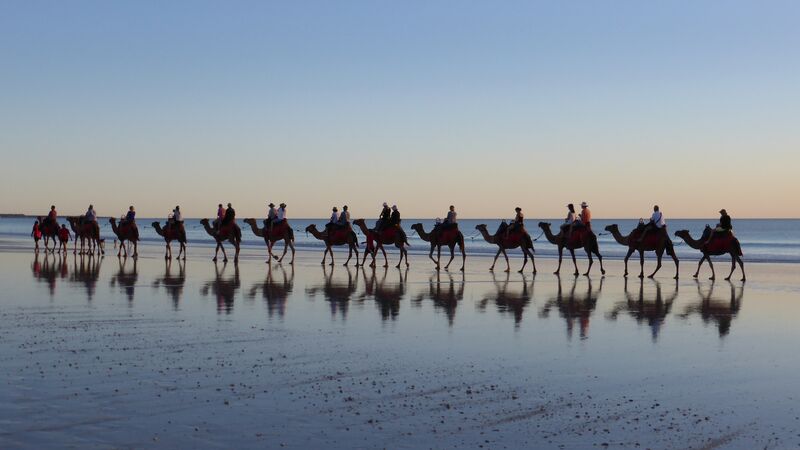 A collection of camels walking along the water's edge in Broome