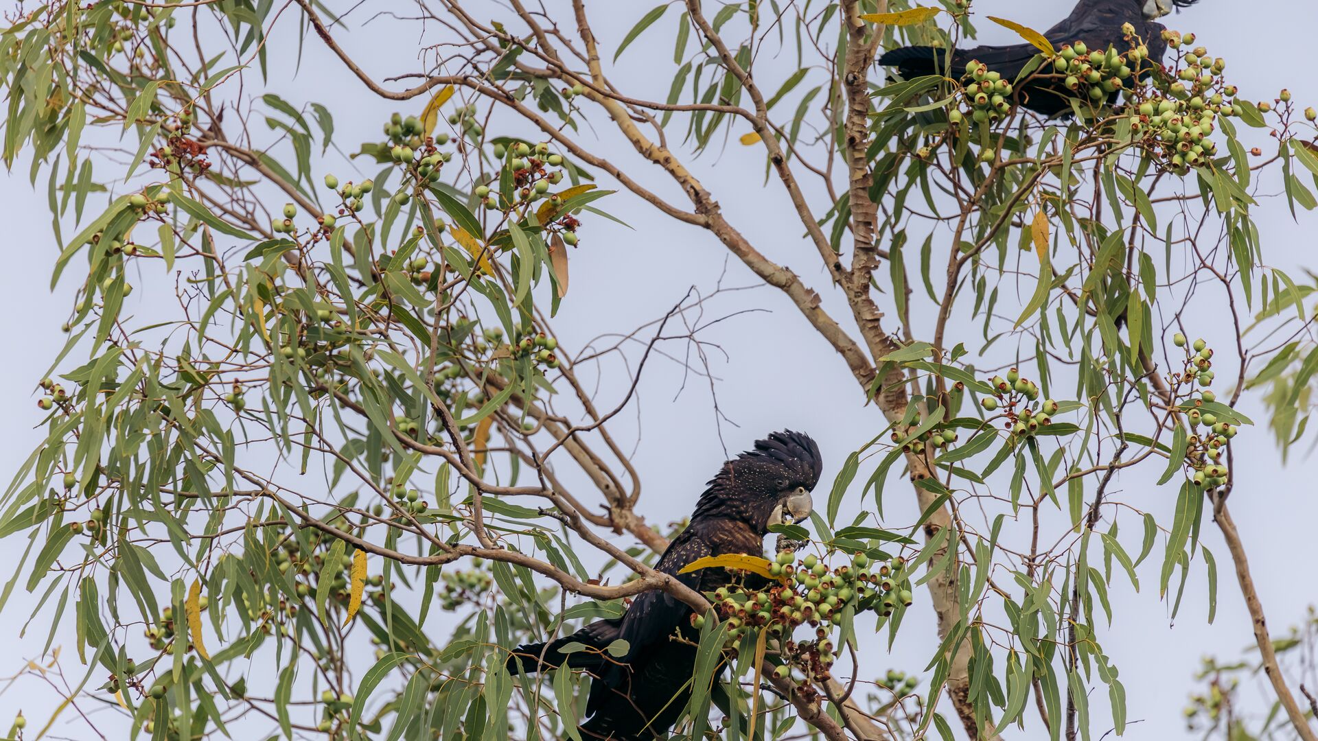 Two black cockatoos eat nuts in a tree.