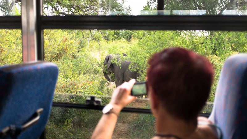 A traveller takes a photo of an elephant