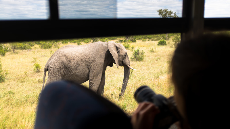 Elephant in Kruger NP