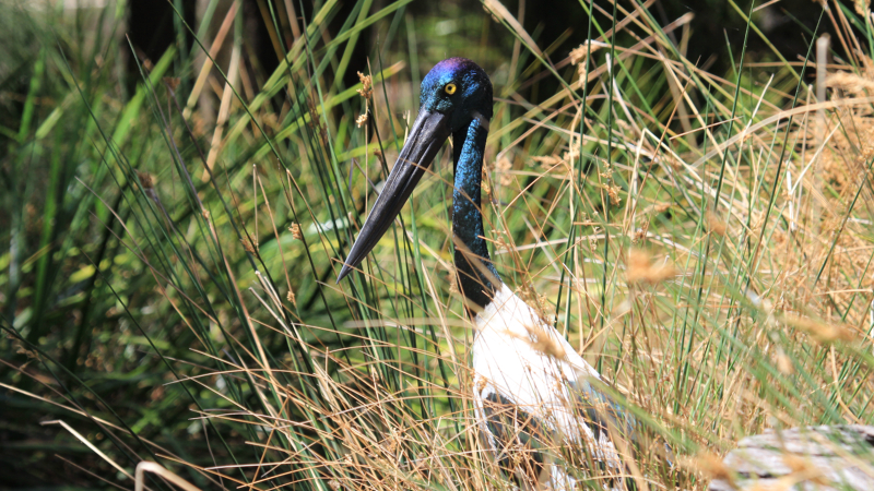 A jabiru bird in Kakadu National Park, Australia