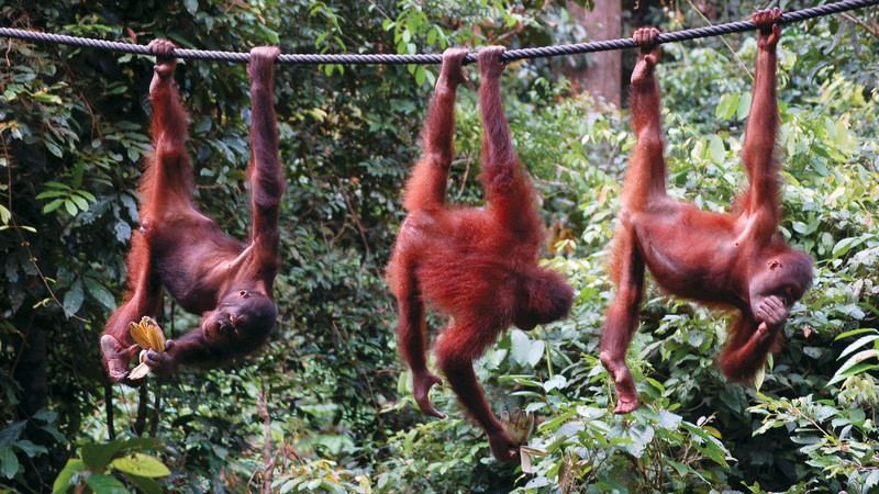 Three orangutans in Malaysia